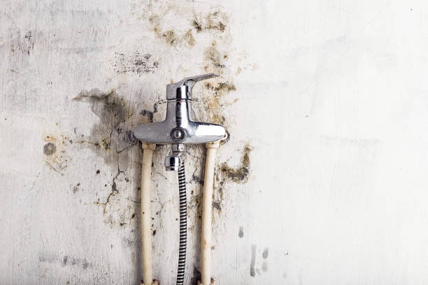 Best Mold Removal Process  in Wolfdale, PA