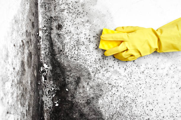 Best Affordable Mold Removal  in Wolfdale, PA