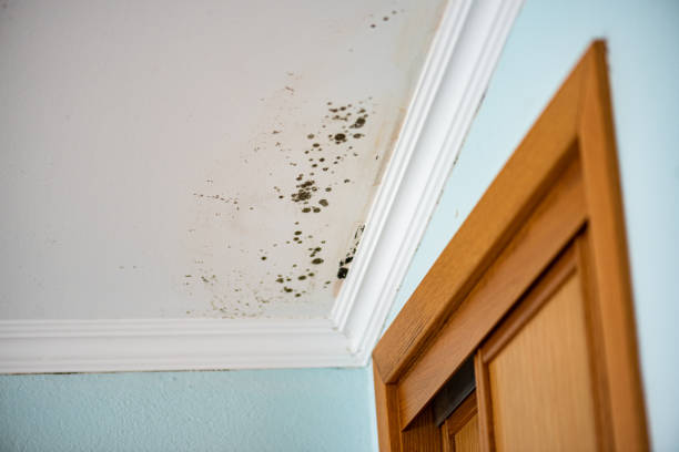 Best Mold Remediation  in Wolfdale, PA