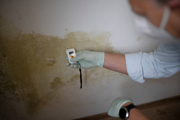 Wolfdale, PA Mold Removal Company