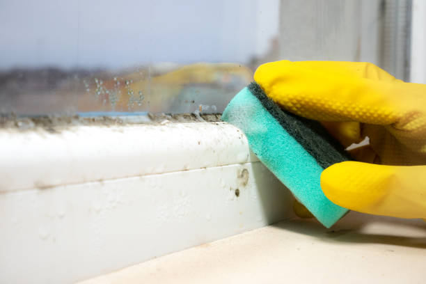 Best Mold Remediation  in Wolfdale, PA