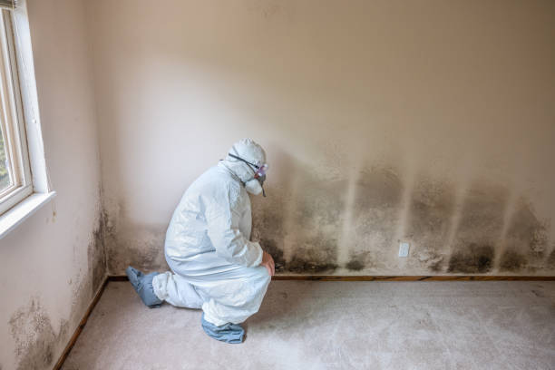Best Attic Mold Removal  in Wolfdale, PA