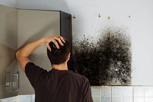 Best Mold Remediation Services  in Wolfdale, PA