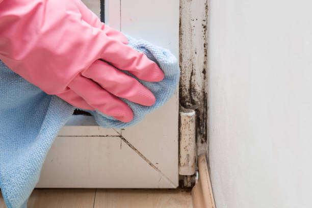 Best Home Mold Removal  in Wolfdale, PA