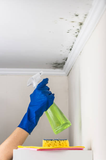 Best Mold Inspection  in Wolfdale, PA