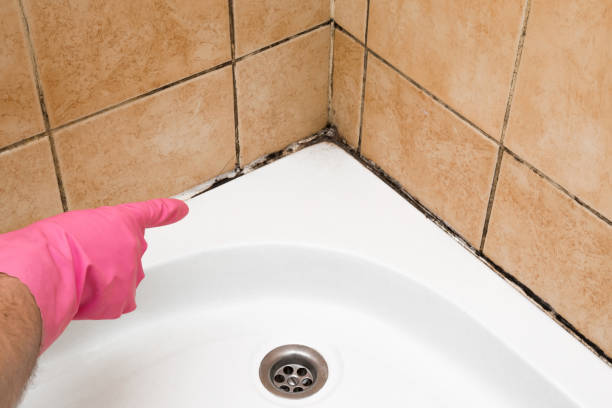 Best Local Mold Removal Service  in Wolfdale, PA
